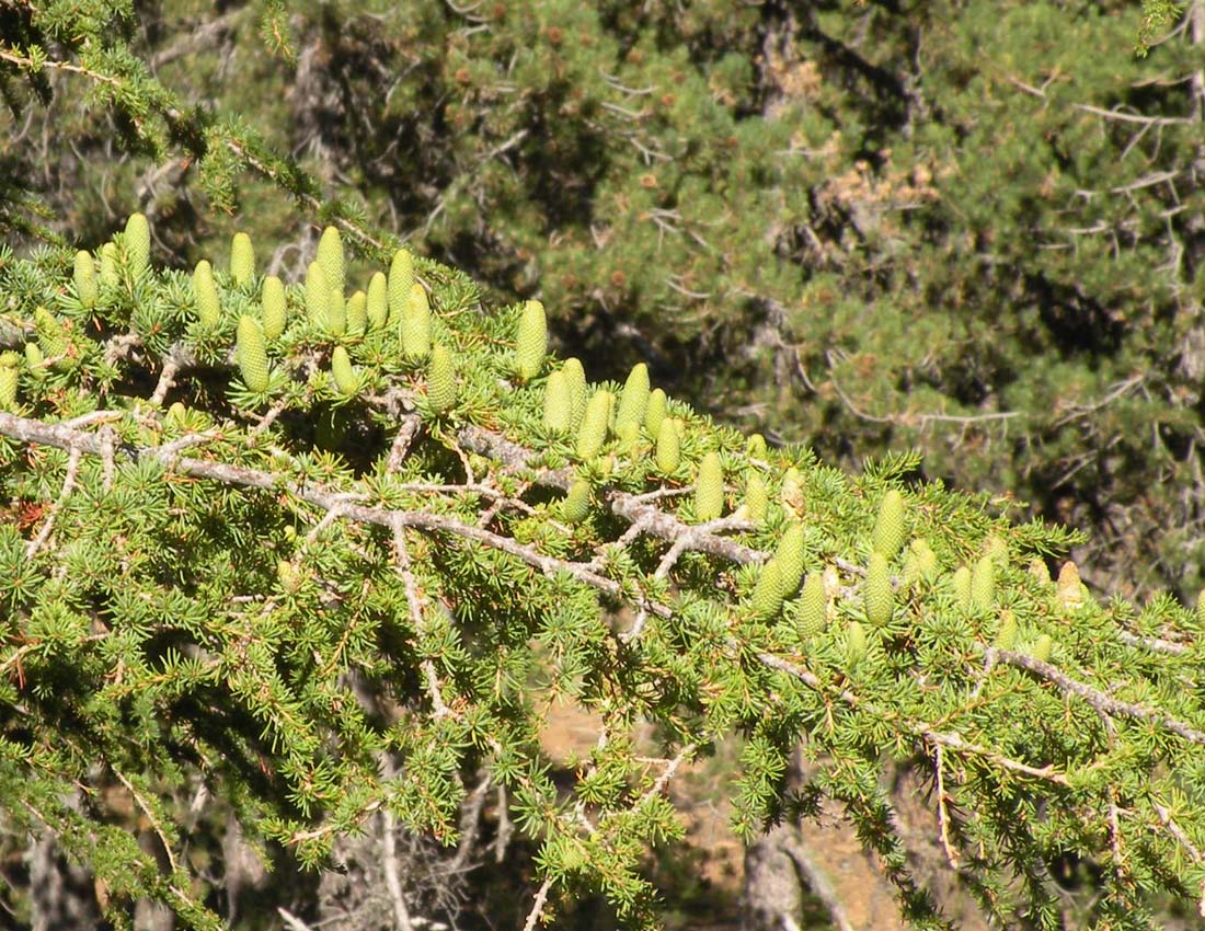 Alberi di Cipro